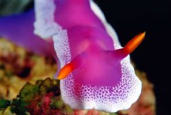 Head on with a Nudi. by Eric Leong 